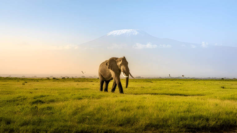 Mount Kenya or Kilimanjaro: Which One Should You Visit?