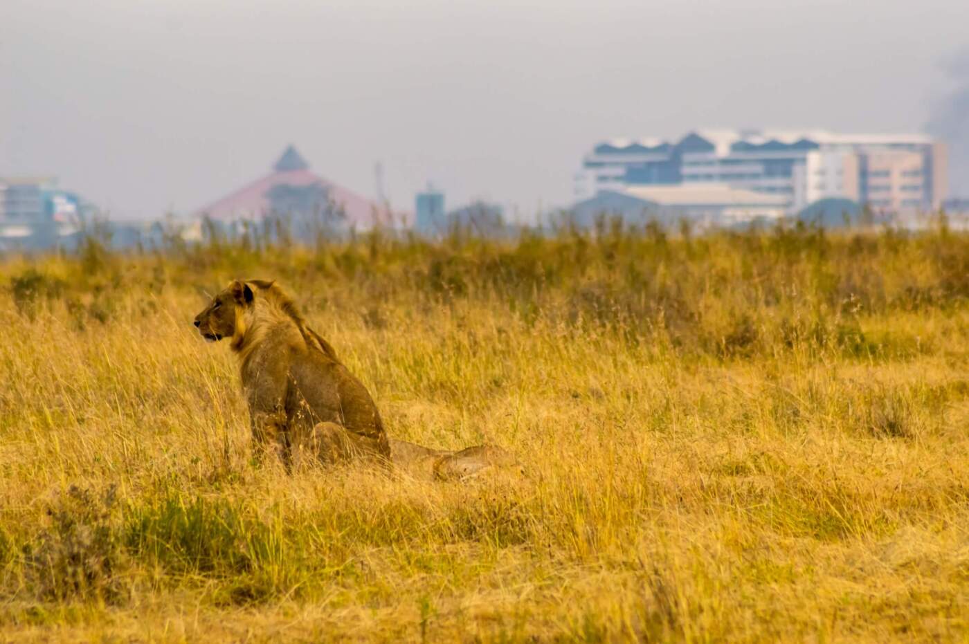 Nairobi National Park Safari: Where City Meets Wildlife in Kenya