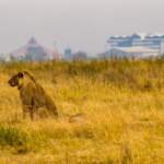 Nairobi National Park Safari: Where City Meets Wildlife in Kenya