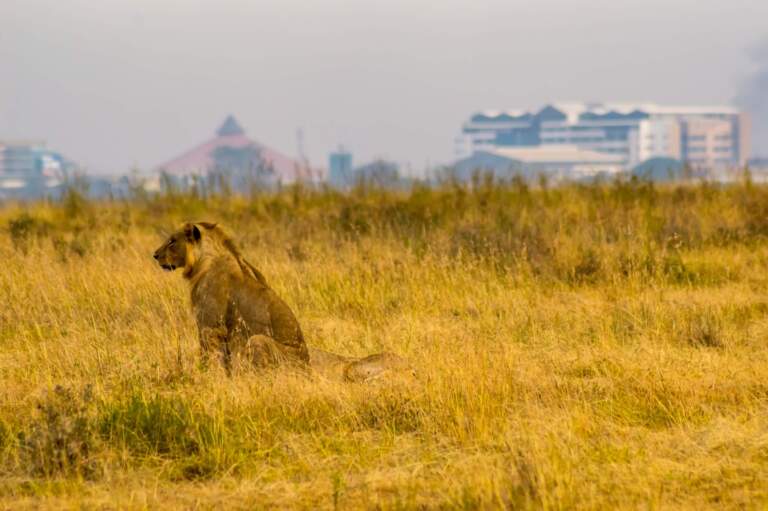 A lion sitting in the middle of Nairobi National Park